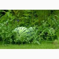 Продам Кавун ціна і якість бомба