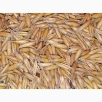 Семена ячменя ASPEN канадский трансгенный сорт ячменя двуручки насіння ячменя