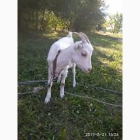 Продам козочки породистые