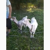 Продам козочки породистые