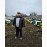 Продам бджолопакети