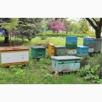 Продам пчелы