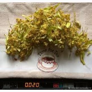 Закупаем сухой цвет БУЗИНЫ и свежесорванный цвет ЛИПЫ