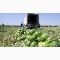 Продам Арбуз сорт Топ ган Продюсер