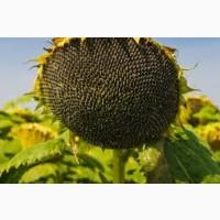 Кондитерський гібрид Н5L301К Nuseed