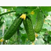 Продам оптом огурец, буряк, капуста