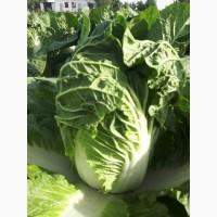 Продам оптом огурец, буряк, капуста