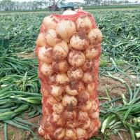 Продам оптом огурец, буряк, капуста