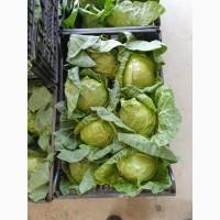 Продам оптом огурец, буряк, капуста