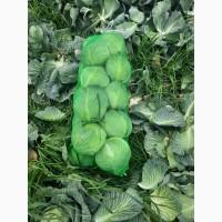 Продам оптом огурец, буряк, капуста