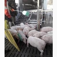 PIC, DanBred поросята оптом