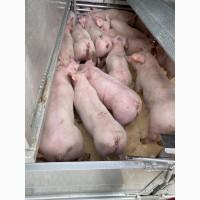 PIC, DanBred поросята оптом