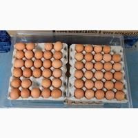 Продам куриное яйцо на экспорт