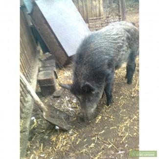 Продам дикого кабана.