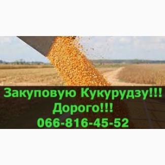 Купую кукурудзу!Дорого!На постійній основі