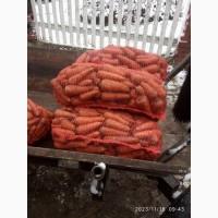 Продам моркву