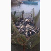 Продам живую рибу, крупний та дрібний опт