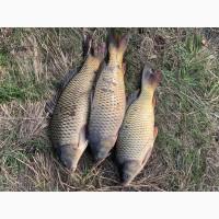 Продам живую рибу, крупний та дрібний опт
