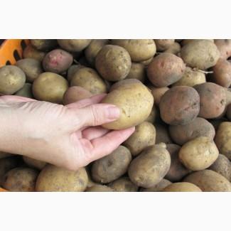 Продаж посадкової картоплі оптом, Хмельницька область