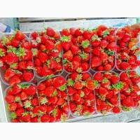 Продам Полуницю