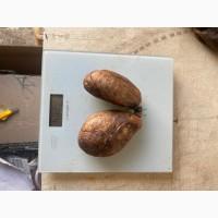 Продам струю бобра/пари гіганти