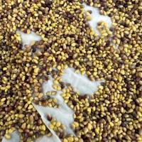 Продам оптом насіння конюшини