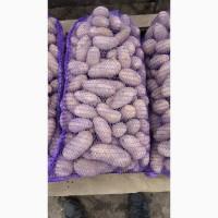 Продам картошку/картоплю Гранада, Мелоді