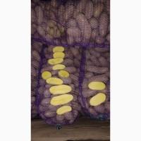 Продам картошку/картоплю Гранада, Мелоді