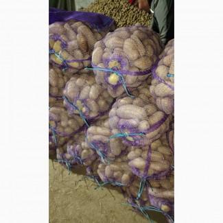 Продам картошку/картоплю Гранада, Мелоді