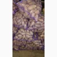 Продам картошку/картоплю Гранада, Мелоді