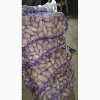 Продам картошку/картоплю Гранада, Мелоді