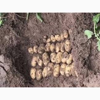 Насіннєва картопля Гранада Вінниця і область купити, роздріб від 10 кг