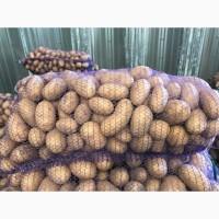 Картопля польська: Vineta, Soraya, Queen Anne