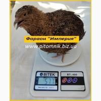 Інкубаційні яйця перепела Фараон Імперський
