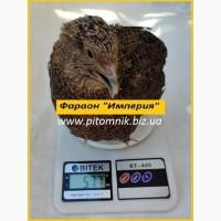 Інкубаційні яйця перепела Фараон Імперський