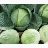 Продам КАПУСТУ білоголову різних сортів