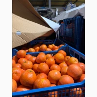 Продам Мандарин