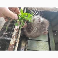 Продам нутрію хлопчик