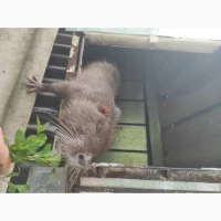 Продам нутрію хлопчик