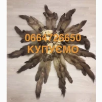Купуємо шкіри куниці бобра норки видри хутро