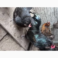 Інкубаційні яйця породистих курей