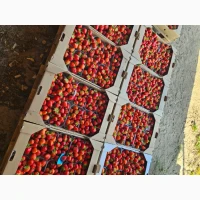 Продам свіжу полуницю