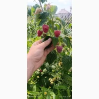 Продам ягоди малини