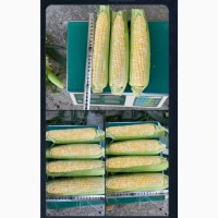 Продам кукурудзу