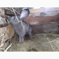Молоді та дорослі кролі на продаж