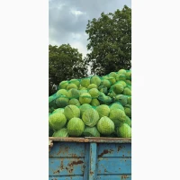 Продам капусту