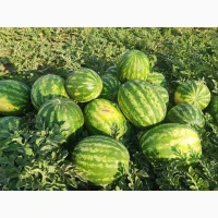Продам Кавун Талісман Уманський р-н, Черкаська обл