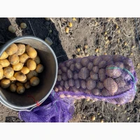 Продам картоплю гала