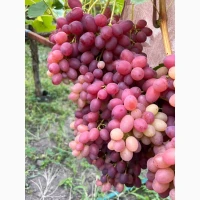 Продам виноград оптом