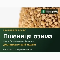 Пр0двм нвсіння 03им0ї пшениці - Артіст, Аствртв, 60гдвнв